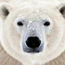 GitHub avatar of sdn0303